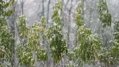 慢慢<strong>飘落</strong>的雪花落在一片灰叶枫树静止的<strong>绿叶</strong>上.. 树枝在雪的重压下倾斜。